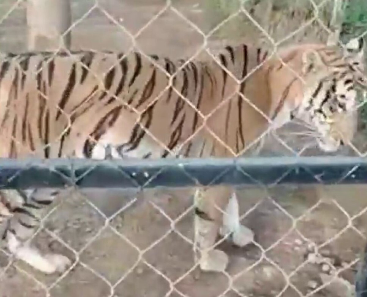 Un tigre de Bengala atacó y ocasionó la muerte el hombre que lo cuidaba en México