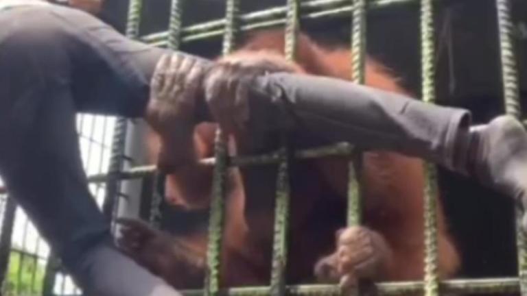 Orangután ataca a imprudente joven que quería hacerse viral con un video en Indonesia
