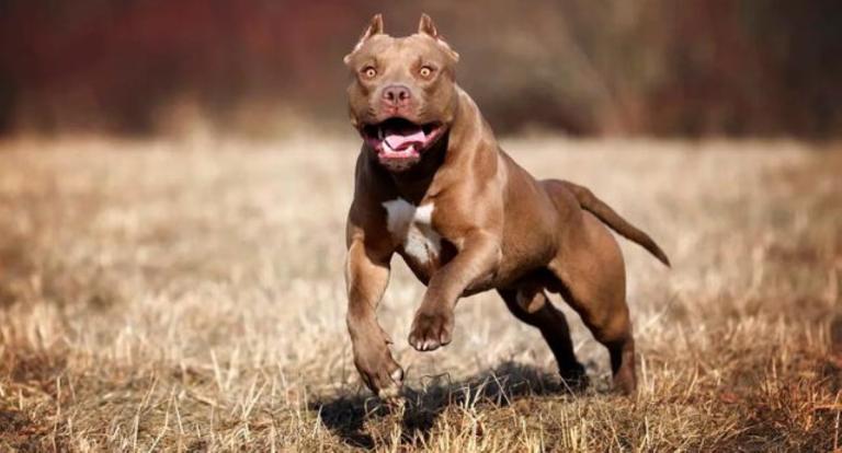 Madre muere de un infarto al ver como un perro pitbull perseguía a su hijo de 5 años en Argentina