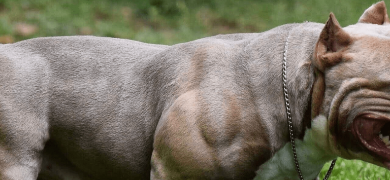 Familias denuncian mortal ataque de un perro pitbull contra un cerdo en Masaya