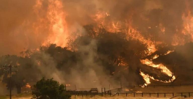 Reportan 38 muertos, entre ellos 11 niños por incendios forestales en Argelia