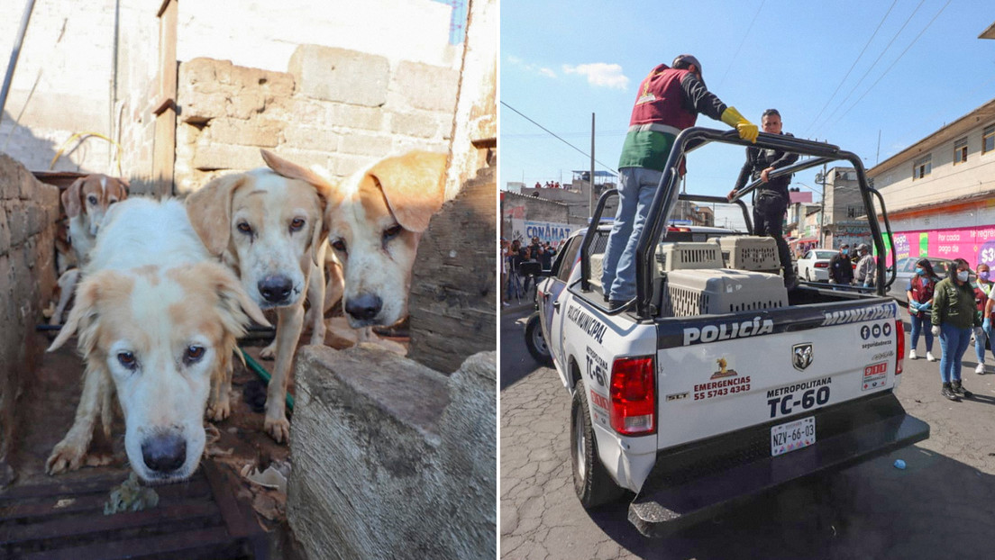 Rescatan 70 perros que tenían listos para matarlos y vender su carne, en México