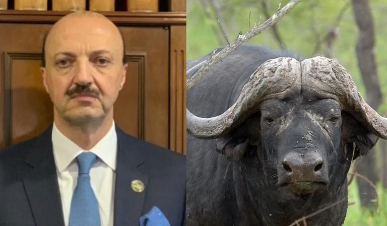 Un búfalo de una tonelada mata al Presidente de la Federación de Caza mexicana