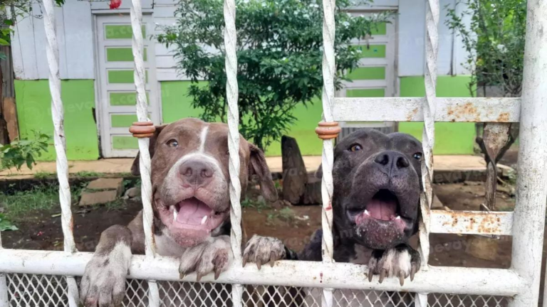 Cuatro días después se rindió a la muerte anciana atacada por 4 perros pitbull en Masaya