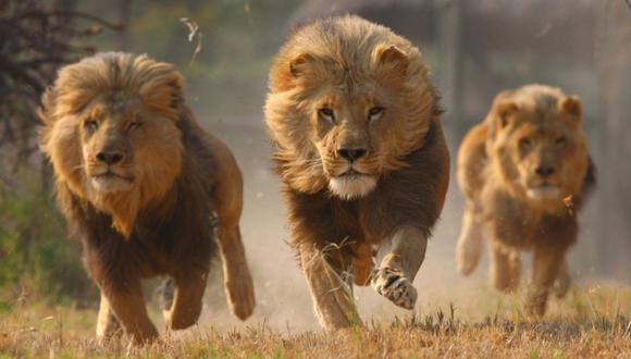 Cinco leones se escaparon de un zoológico en Australia