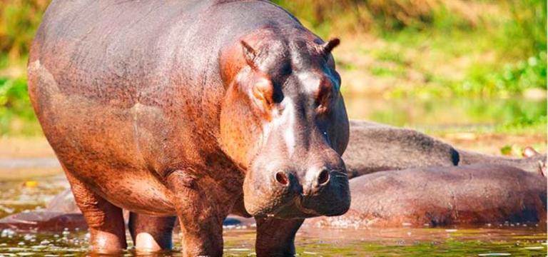 Hipopótamo se traga a niño y luego lo escupe vivo, en Uganda