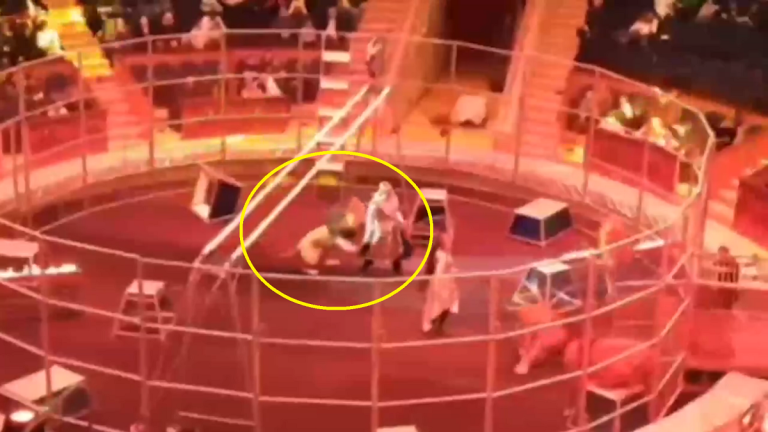 Domador ruso es atacado por un León durante espectáculo de un circo