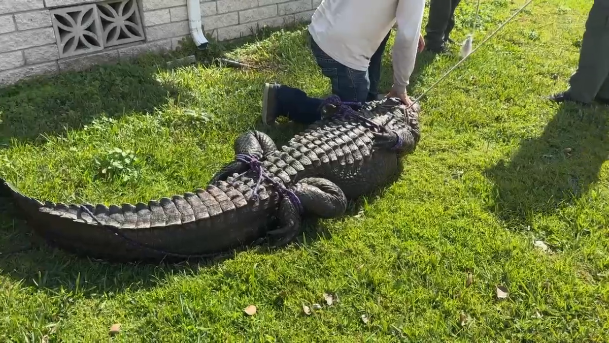 Autoridades de La Florida lograron capturar al caimán