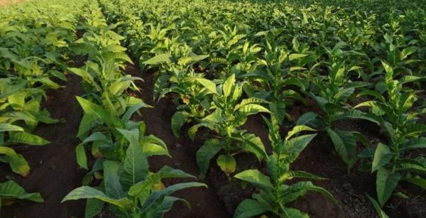 Reportan cosecha de más de 80 mil quintales de tabaco en rama