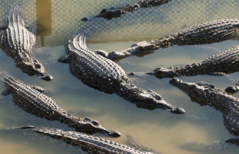 Dueño de granja de cocodrilos murió atacado por unos 40 animales, en Camboya