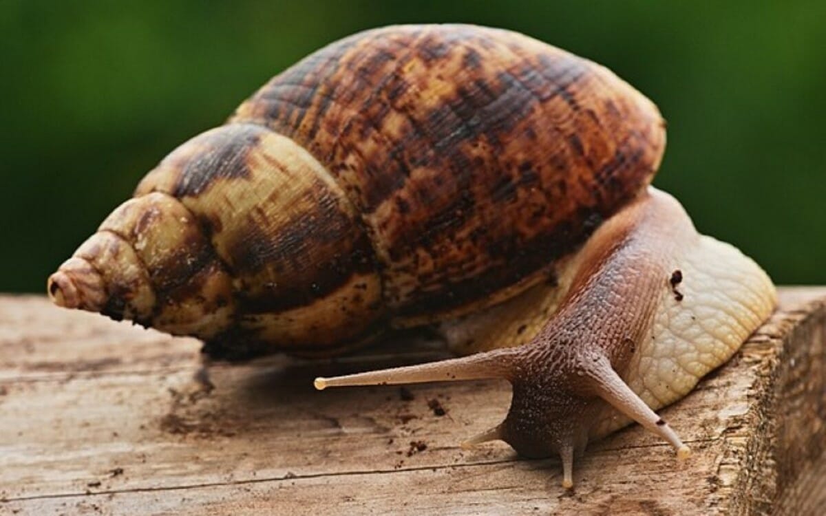 Caracol Gigante Africano (Achatina fulica)