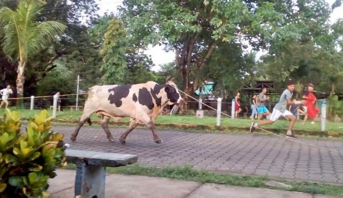 Tradicional paseo del Toro Coronado, en San Miguelito