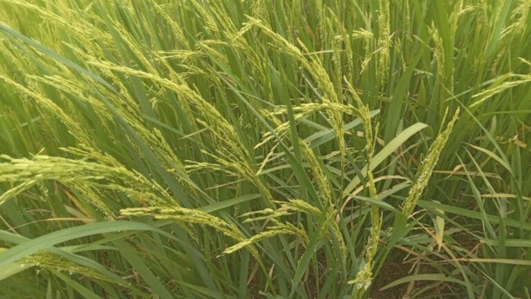 Cultivo de arroz de secano en Nicaragua
