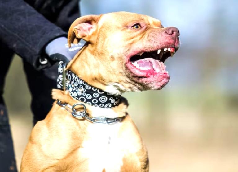 Niña de 2 años murió al ser atacada por perro pitbull en Colombia