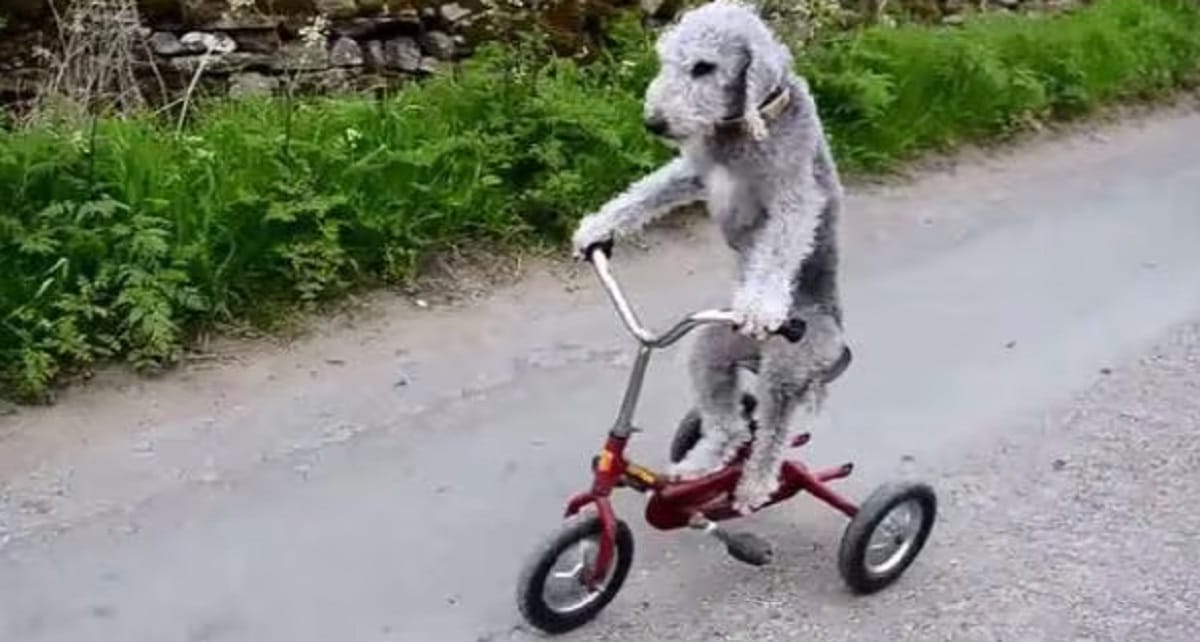 Perro en bicicleta