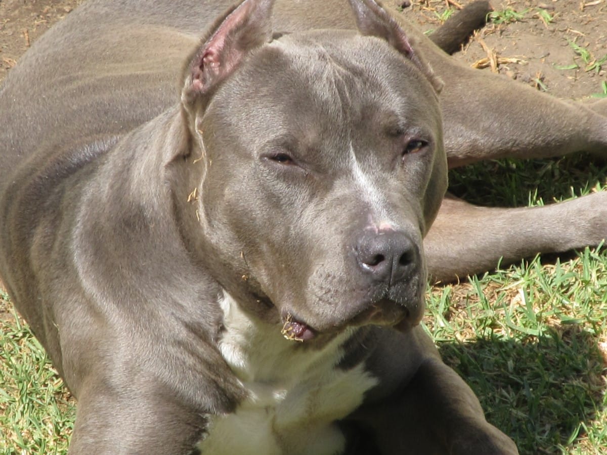 Un perro pitbull, imagen referencial