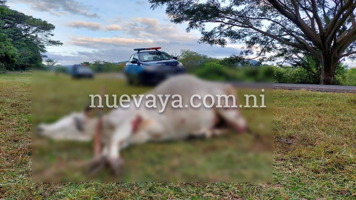 Un semoviente se cruzó en el camino sin darle tiempo a capearlo