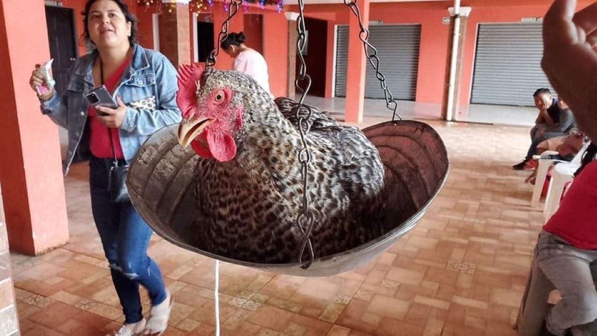 La gallina de Doña Adilia peso 9.5 libras 