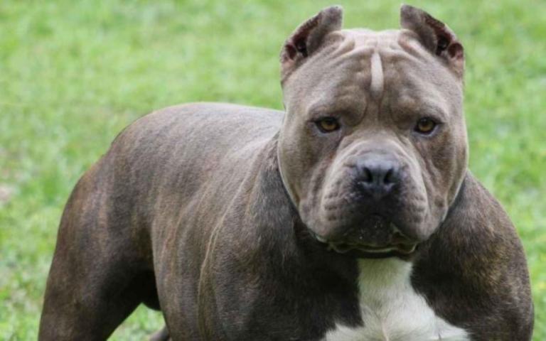 Anciana muere tras ser atacada por su perro pitbull, en Granada