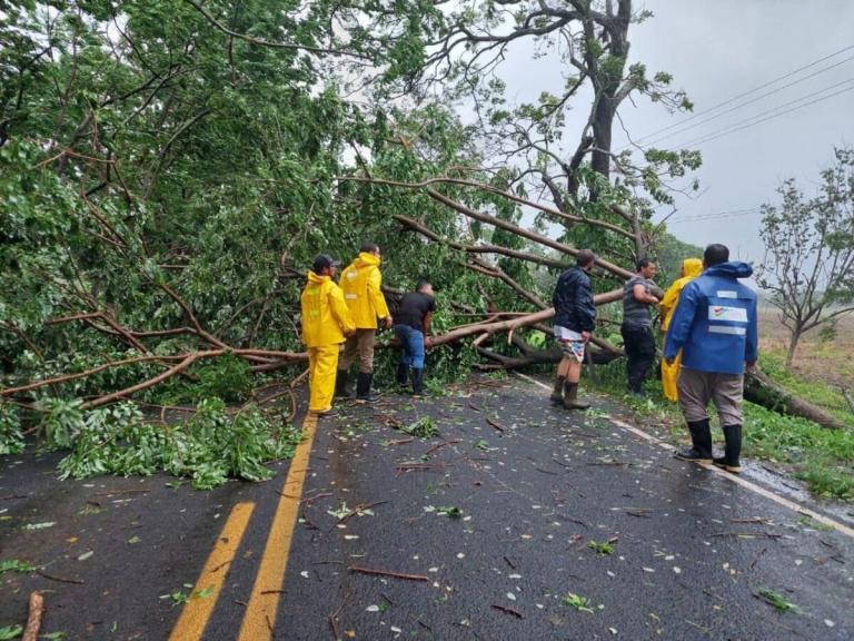 96 nicas murieron el año pasado de forma accidental, principalmente al caer de árboles