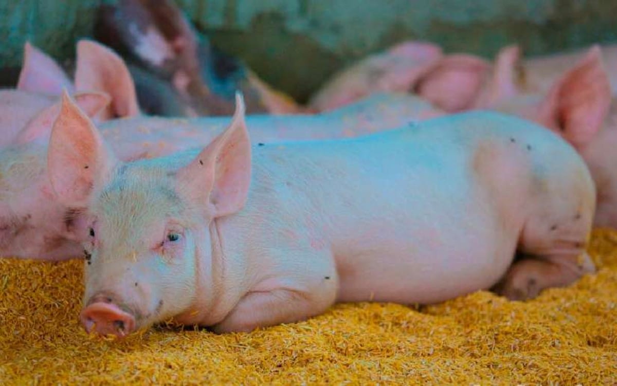 Nicaragua produjo 32.8 millones de libras de carne de cerdo en el 2023
