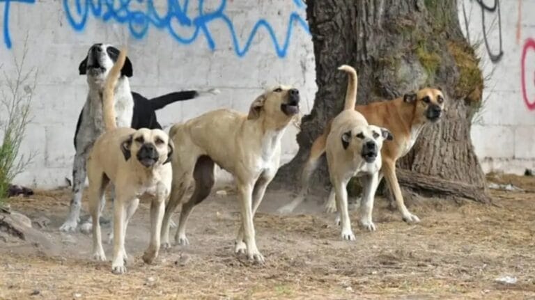 Adolescente se fractura una pierna al huir de dos perros