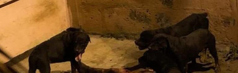 Diversos factores inciden en el ataque mortal de perros, indica experto veterinario