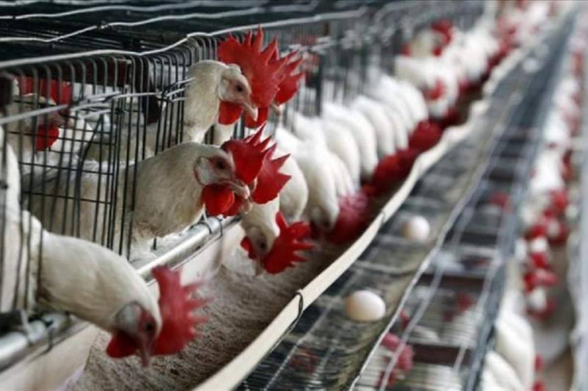 Los resultados de cierre de la Producción Nacional Avícola, muestran crecimientos sostenidos en carne y huevo