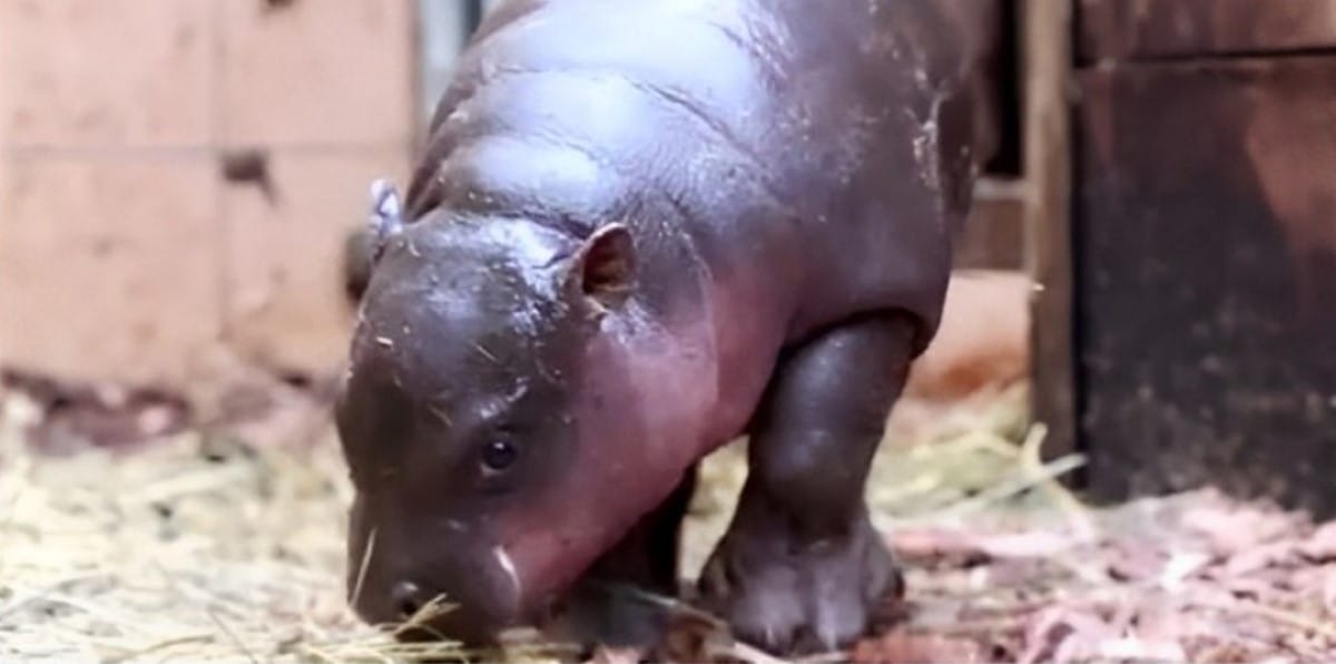 Un tierno hipopótamo pigmeo nació en el zoológico checo Dvur Kralove