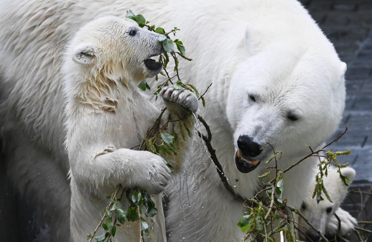 El 27 de febrero se celebra el Día Internacional del Oso Polar