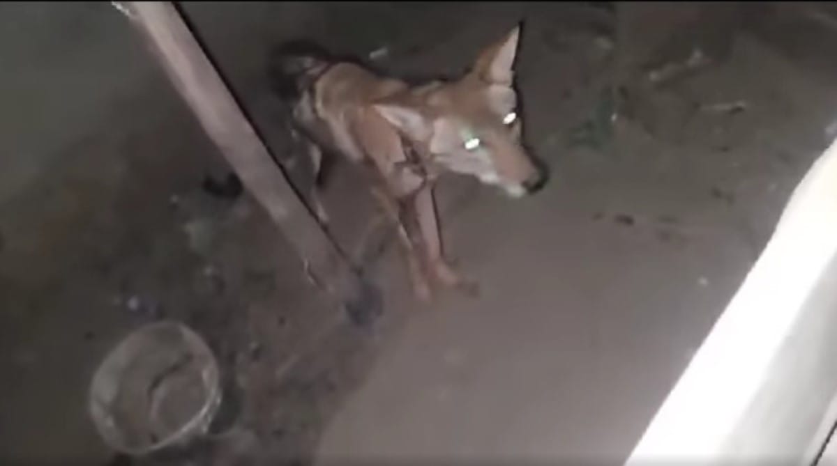 Llaman al MARENA a rescatar a un coyote cautivo en Nueva Segovia