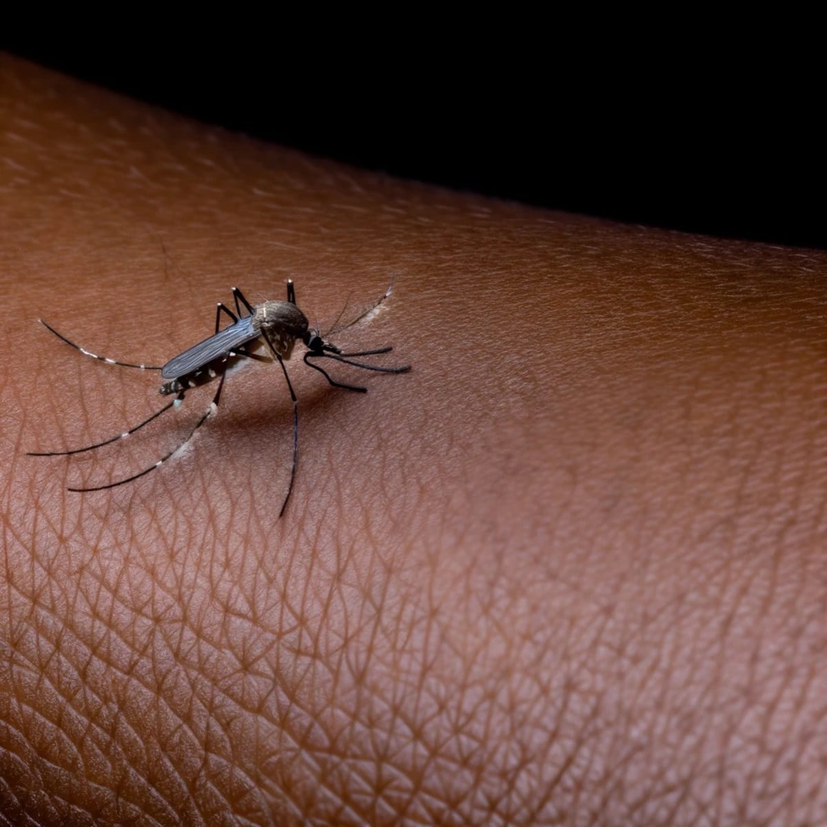 Imagen referencial de un mosquito
