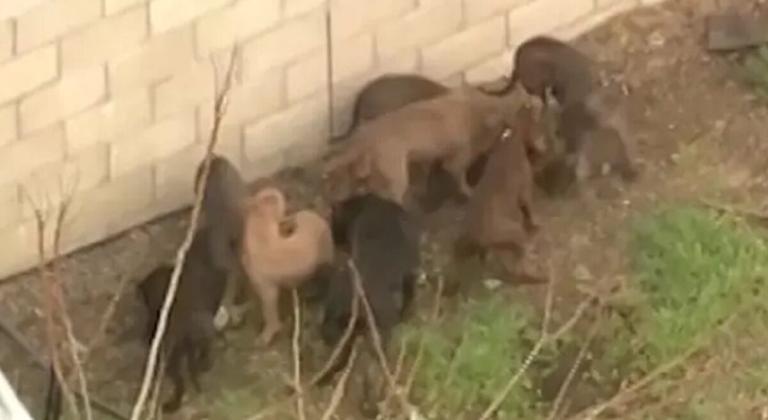 Estados Unidos: Hombre muere atacado por los 5 perros pitbull que criaba