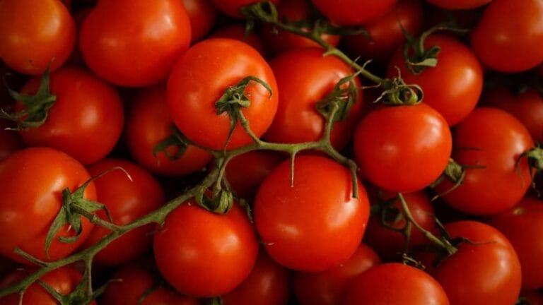 Ramas de tomates rojos frescos