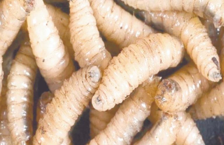 ¡Alarmante! Encuentran gusano barrenador en humanos, en Panamá