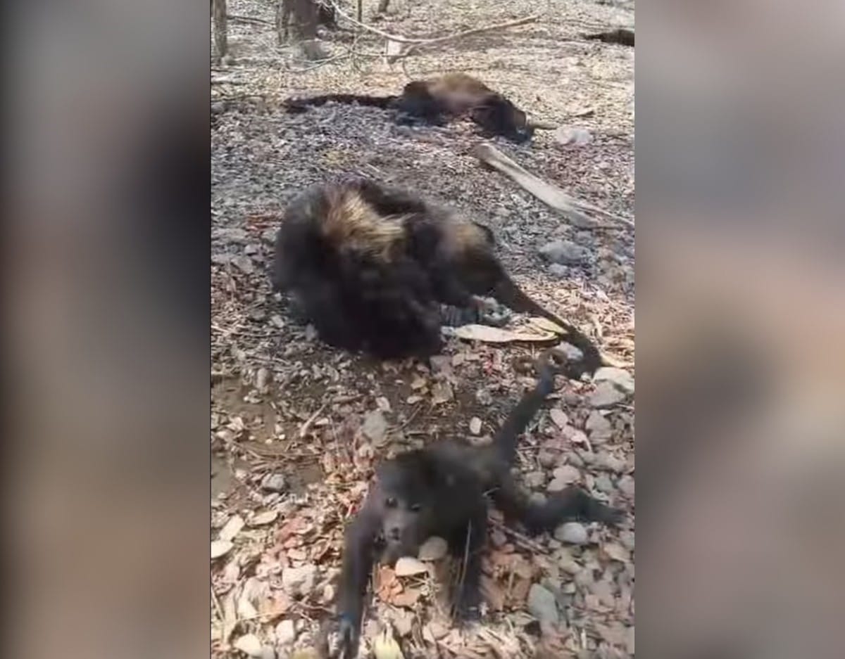 Decenas de monos congos están muriendo en Matiguás