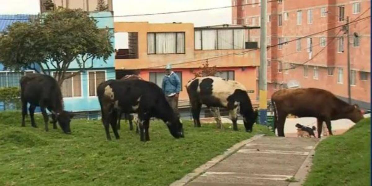 Insólito: Familia protege 29 vacas en casa de Bogotá
