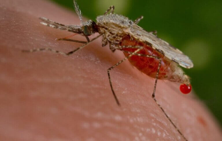 Egipto es declarado territorio libre de Malaria