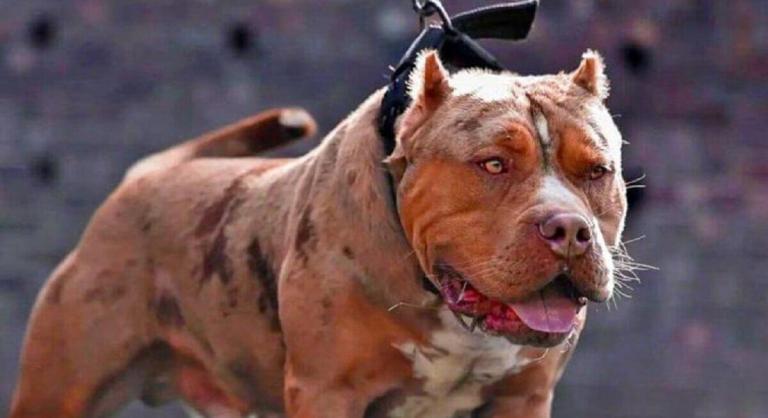 Perros pitbull matan a bebé de 15 meses en Italia