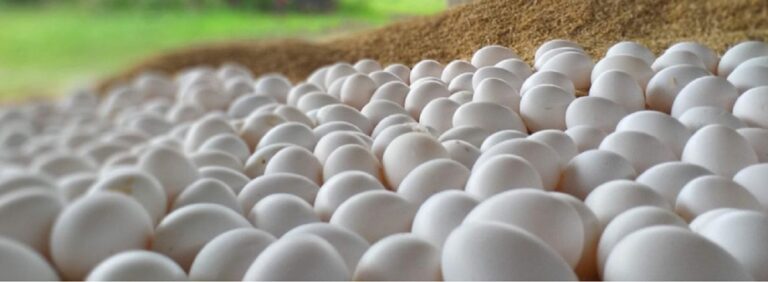 Producción de huevos