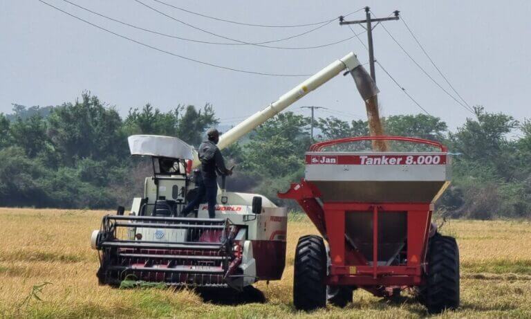 Nicaragua avanza en la producción de arroz: Más del 90% de meta de siembra alcanzada