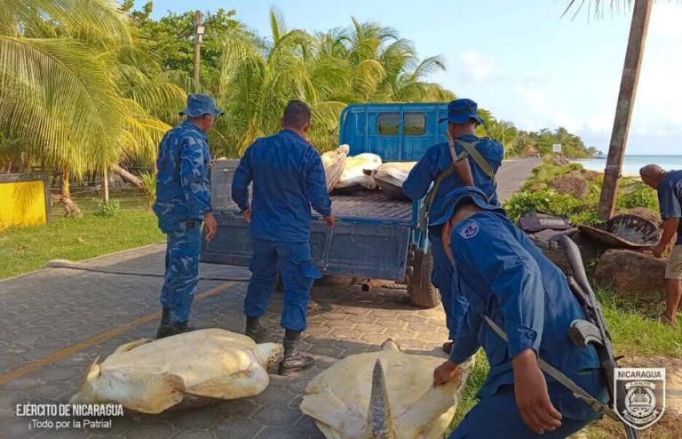 Ejército de Nicaragua acompaña comisión de INPESCA en ocupación de tortugas verdes