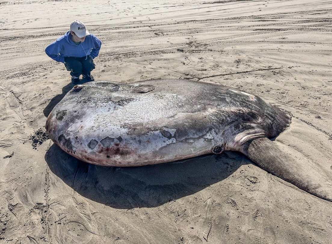 Encuentran pez luna embaucador gigante de 2,2 metros en Oregón