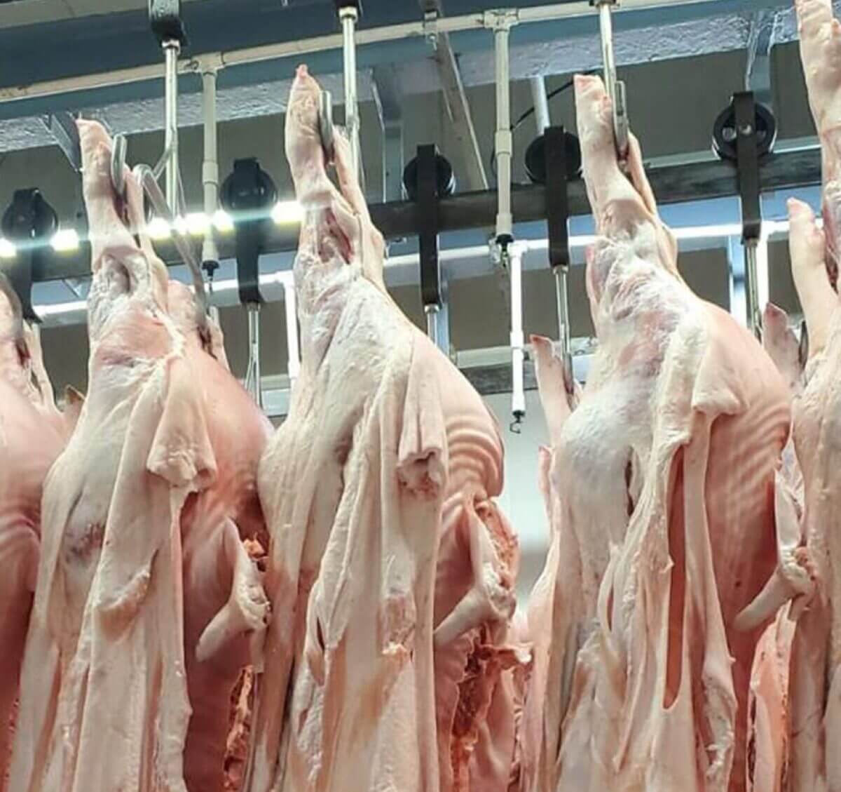 Producción de Carne de Cerdo en Nicaragua 2024: Datos y logros