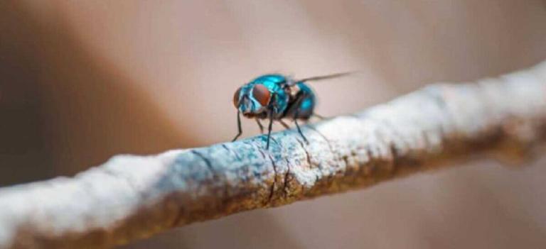 Costa Rica reporta siete fallecidos por gusano barrenador, última víctima es una jovencita