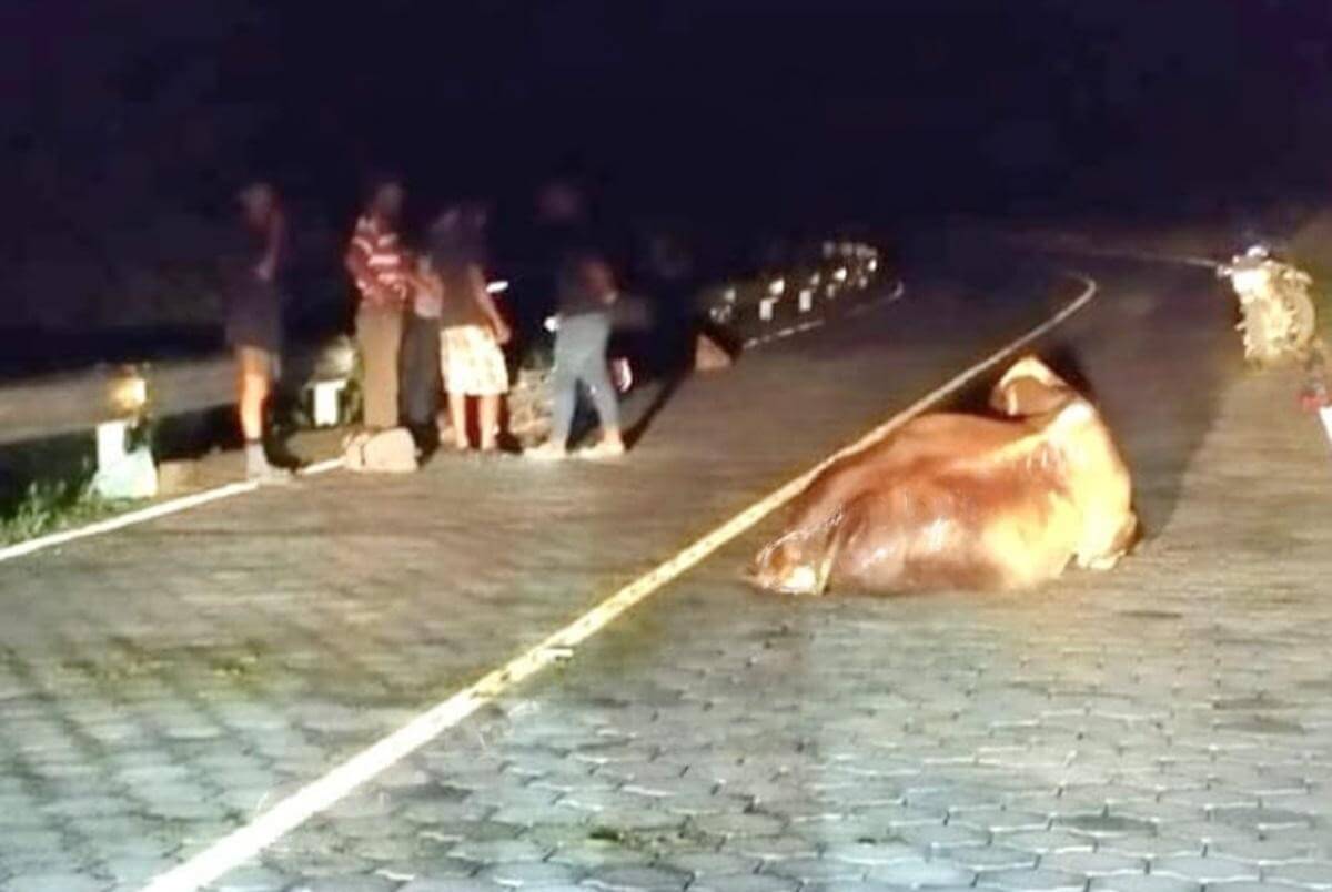 Trágico accidente: motociclista fallece al impactar con vaca en El Jícaro, Nueva Segovia