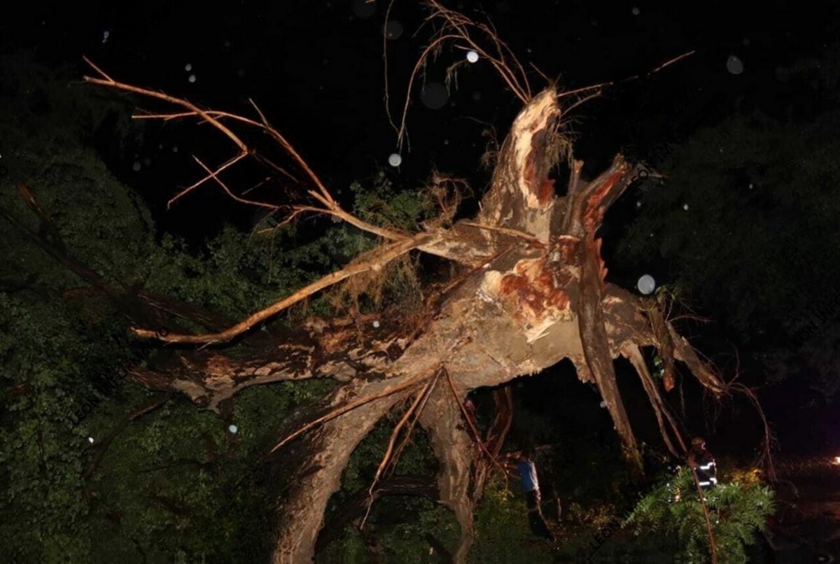 Trabajador muere el caerle árbol tumbado por vientos y lluvia en Lechecuagos