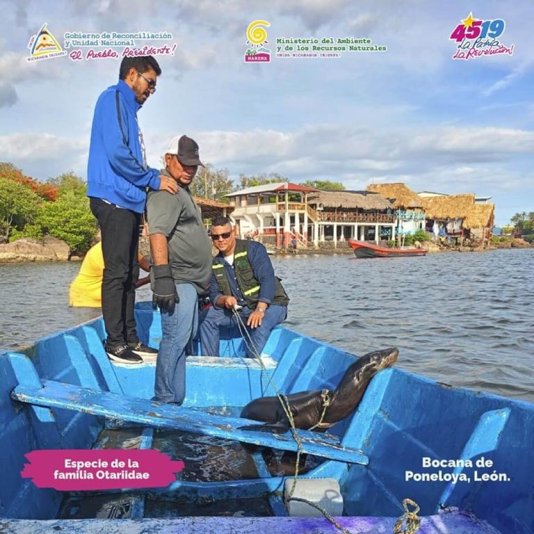 Encuentran León Marino herido en la Bocana de Poneloya