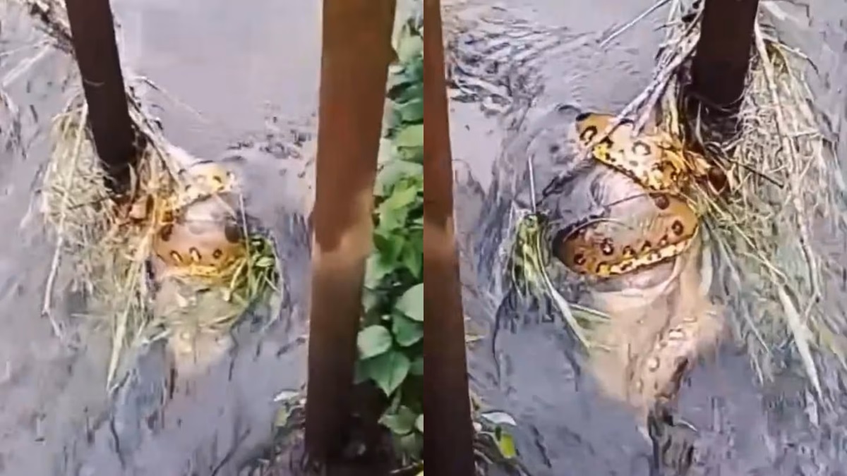 Anaconda cazando capibara: impactante video viral en Sucumbíos