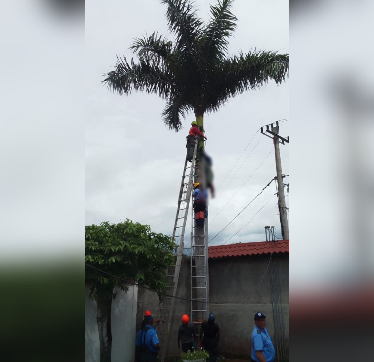 Héctor Pavón murió electrocutado en un palo de coco